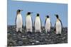 Four King Penguins-Howard Ruby-Mounted Photographic Print