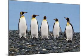 Four King Penguins-Howard Ruby-Mounted Photographic Print