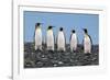 Four King Penguins-Howard Ruby-Framed Photographic Print