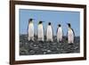 Four King Penguins-Howard Ruby-Framed Photographic Print