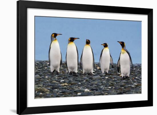 Four King Penguins-Howard Ruby-Framed Photographic Print