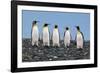 Four King Penguins-Howard Ruby-Framed Photographic Print