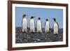 Four King Penguins-Howard Ruby-Framed Photographic Print