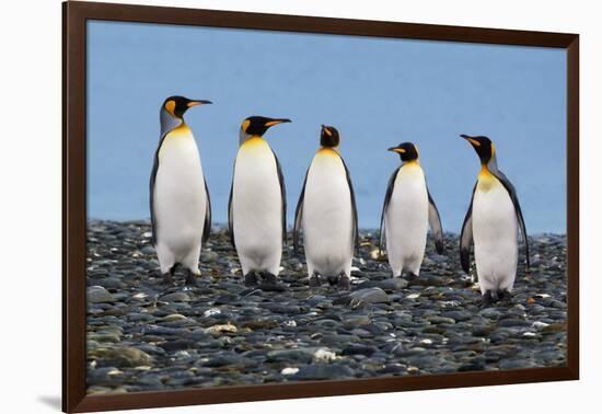 Four King Penguins-Howard Ruby-Framed Photographic Print