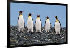 Four King Penguins-Howard Ruby-Framed Photographic Print