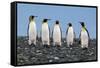 Four King Penguins-Howard Ruby-Framed Stretched Canvas