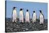 Four King Penguins-Howard Ruby-Stretched Canvas