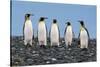 Four King Penguins-Howard Ruby-Stretched Canvas