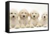 Four Labradoodle Puppies, 9 Weeks-Mark Taylor-Framed Stretched Canvas