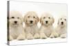 Four Labradoodle Puppies, 9 Weeks-Mark Taylor-Stretched Canvas