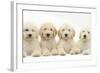 Four Labradoodle Puppies, 9 Weeks-Mark Taylor-Framed Photographic Print