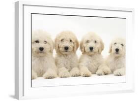 Four Labradoodle Puppies, 9 Weeks-Mark Taylor-Framed Photographic Print