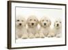 Four Labradoodle Puppies, 9 Weeks-Mark Taylor-Framed Photographic Print