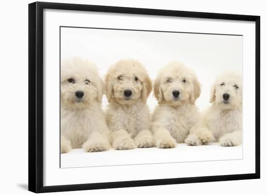 Four Labradoodle Puppies, 9 Weeks-Mark Taylor-Framed Photographic Print