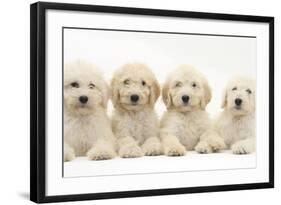 Four Labradoodle Puppies, 9 Weeks-Mark Taylor-Framed Photographic Print