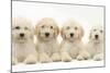 Four Labradoodle Puppies, 9 Weeks-Mark Taylor-Mounted Photographic Print