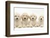 Four Labradoodle Puppies, 9 Weeks-Mark Taylor-Framed Photographic Print