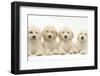 Four Labradoodle Puppies, 9 Weeks-Mark Taylor-Framed Photographic Print