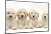 Four Labradoodle Puppies, 9 Weeks-Mark Taylor-Mounted Photographic Print