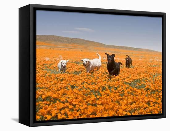 Four Labrador Retrievers Running Through Poppies in Antelope Valley, California, USA-Zandria Muench Beraldo-Framed Stretched Canvas