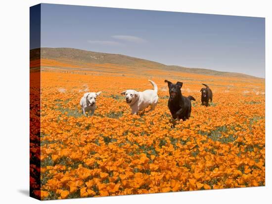 Four Labrador Retrievers Running Through Poppies in Antelope Valley, California, USA-Zandria Muench Beraldo-Stretched Canvas