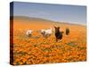 Four Labrador Retrievers Running Through Poppies in Antelope Valley, California, USA-Zandria Muench Beraldo-Stretched Canvas