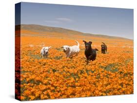 Four Labrador Retrievers Running Through Poppies in Antelope Valley, California, USA-Zandria Muench Beraldo-Stretched Canvas