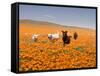 Four Labrador Retrievers Running Through Poppies in Antelope Valley, California, USA-Zandria Muench Beraldo-Framed Stretched Canvas