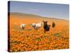 Four Labrador Retrievers Running Through Poppies in Antelope Valley, California, USA-Zandria Muench Beraldo-Stretched Canvas