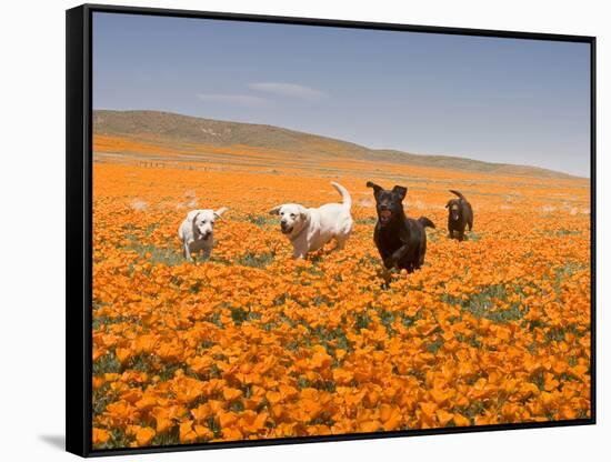 Four Labrador Retrievers Running Through Poppies in Antelope Valley, California, USA-Zandria Muench Beraldo-Framed Stretched Canvas