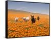 Four Labrador Retrievers Running Through Poppies in Antelope Valley, California, USA-Zandria Muench Beraldo-Framed Stretched Canvas