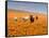 Four Labrador Retrievers Running Through Poppies in Antelope Valley, California, USA-Zandria Muench Beraldo-Framed Stretched Canvas