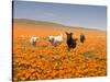 Four Labrador Retrievers Running Through Poppies in Antelope Valley, California, USA-Zandria Muench Beraldo-Stretched Canvas