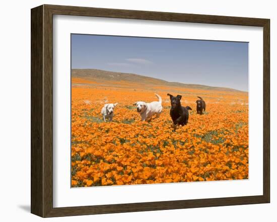 Four Labrador Retrievers Running Through Poppies in Antelope Valley, California, USA-Zandria Muench Beraldo-Framed Premium Photographic Print