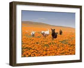 Four Labrador Retrievers Running Through Poppies in Antelope Valley, California, USA-Zandria Muench Beraldo-Framed Premium Photographic Print