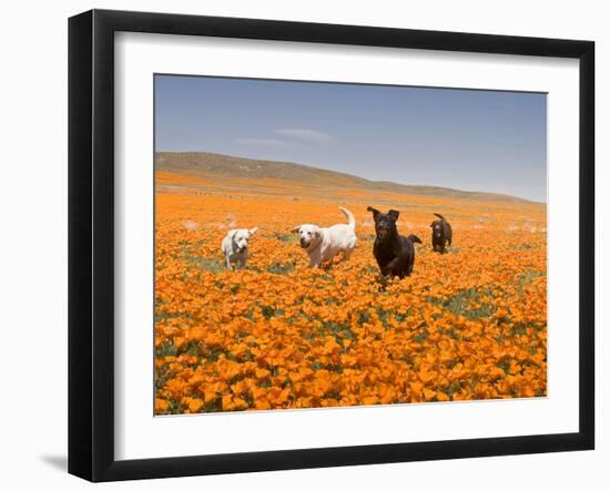 Four Labrador Retrievers Running Through Poppies in Antelope Valley, California, USA-Zandria Muench Beraldo-Framed Premium Photographic Print