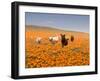 Four Labrador Retrievers Running Through Poppies in Antelope Valley, California, USA-Zandria Muench Beraldo-Framed Premium Photographic Print