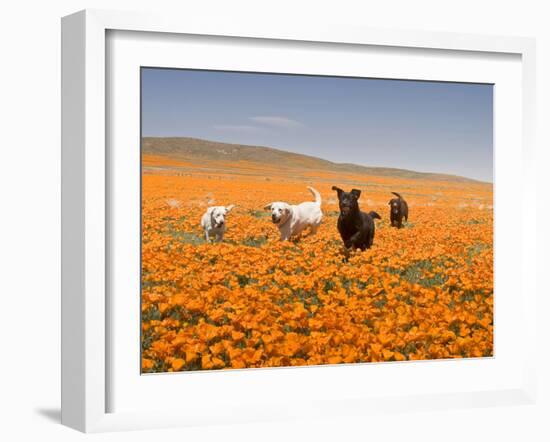 Four Labrador Retrievers Running Through Poppies in Antelope Valley, California, USA-Zandria Muench Beraldo-Framed Premium Photographic Print