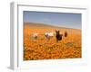 Four Labrador Retrievers Running Through Poppies in Antelope Valley, California, USA-Zandria Muench Beraldo-Framed Premium Photographic Print