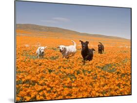 Four Labrador Retrievers Running Through Poppies in Antelope Valley, California, USA-Zandria Muench Beraldo-Mounted Premium Photographic Print