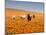 Four Labrador Retrievers Running Through Poppies in Antelope Valley, California, USA-Zandria Muench Beraldo-Mounted Premium Photographic Print