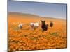 Four Labrador Retrievers Running Through Poppies in Antelope Valley, California, USA-Zandria Muench Beraldo-Mounted Photographic Print