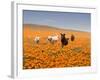 Four Labrador Retrievers Running Through Poppies in Antelope Valley, California, USA-Zandria Muench Beraldo-Framed Photographic Print