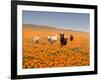 Four Labrador Retrievers Running Through Poppies in Antelope Valley, California, USA-Zandria Muench Beraldo-Framed Photographic Print