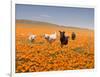 Four Labrador Retrievers Running Through Poppies in Antelope Valley, California, USA-Zandria Muench Beraldo-Framed Photographic Print