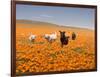 Four Labrador Retrievers Running Through Poppies in Antelope Valley, California, USA-Zandria Muench Beraldo-Framed Photographic Print