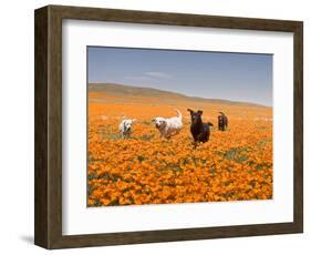 Four Labrador Retrievers Running Through Poppies in Antelope Valley, California, USA-Zandria Muench Beraldo-Framed Photographic Print