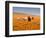 Four Labrador Retrievers Running Through Poppies in Antelope Valley, California, USA-Zandria Muench Beraldo-Framed Photographic Print