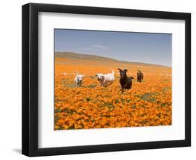 Four Labrador Retrievers Running Through Poppies in Antelope Valley, California, USA-Zandria Muench Beraldo-Framed Photographic Print