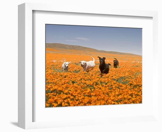 Four Labrador Retrievers Running Through Poppies in Antelope Valley, California, USA-Zandria Muench Beraldo-Framed Photographic Print